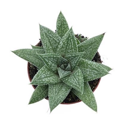Gasteria Blue Moon