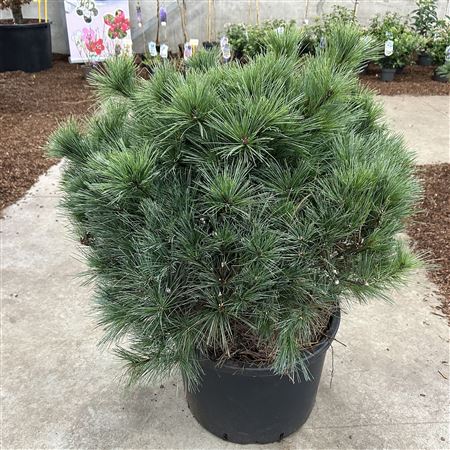 Pinus Strobus Bergman's Mini