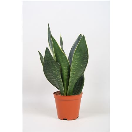 Sansevieria Dark Diamond