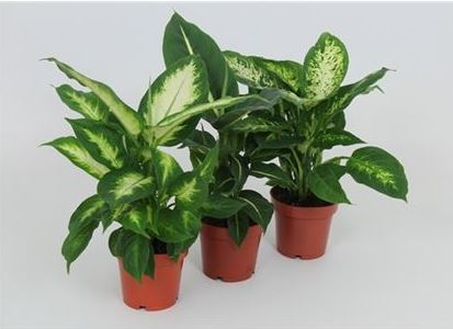 Диффенбахия Микс