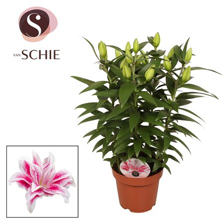 Lilium Or Roselily Nowa 5pp