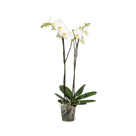 Phal 2st King White 14+ (opti)