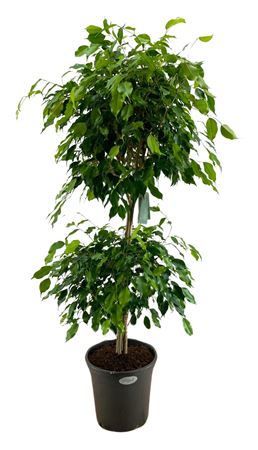 Ficus Be Bush At Level