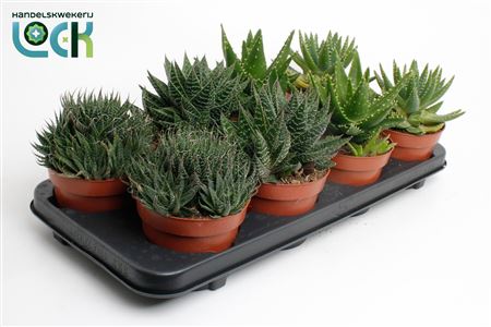 Aloe Mix In Showdoos