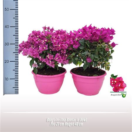 Bougainvillea Bonsai