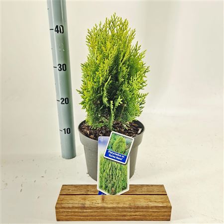 Thuja Or Aurea Nana