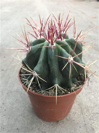 Ferocactus Pilosus