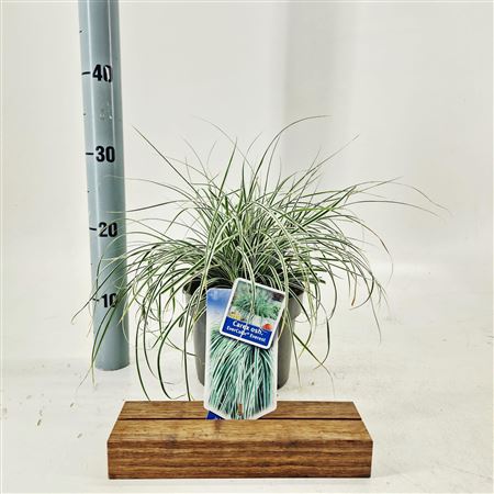 Carex Osh Everest