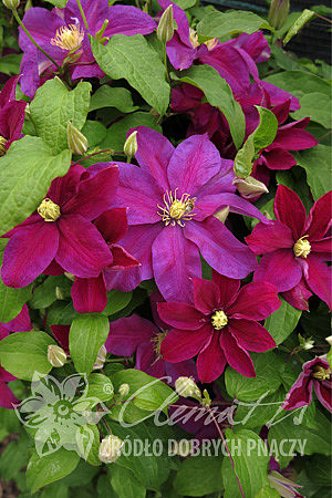 Клематис гибридный Сансет