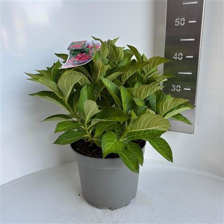 Hydrangea Ma Red