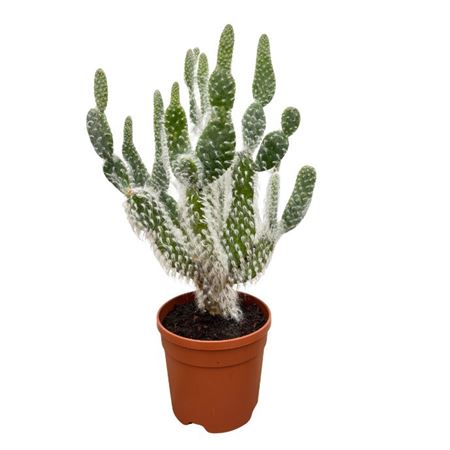 Opuntia Polycantha