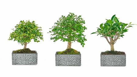 Bonsai Ficus Retusa Ball Pot Ethnic Collectio