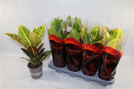 Codiaeum Mix Excellent Petra