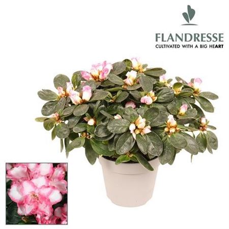Azalea Flandresse Variegated 22-25