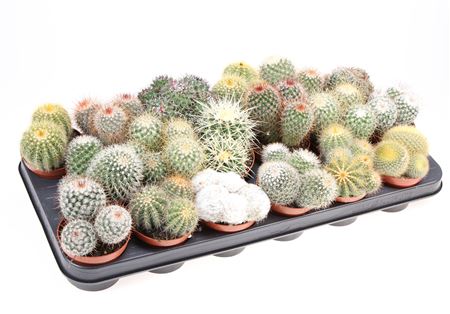 Cactus Ball Mix