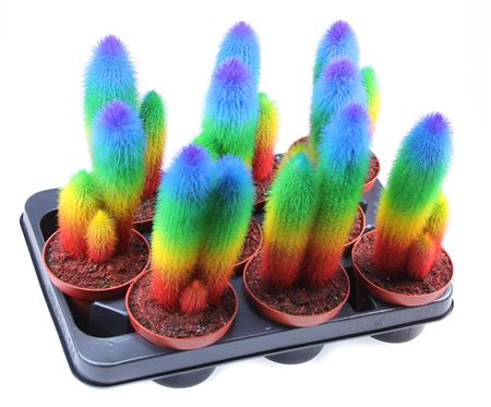 Rainbow Cactus Special Edition