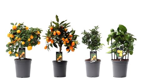 Citrus Mix (4 Sorts)