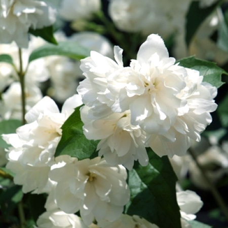 Чубушник венечный Шнииштурм в тубе