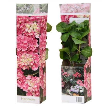 Hydrangea Ma Early Pink Young Plants