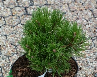 Сосна горная Эдсал Вуд