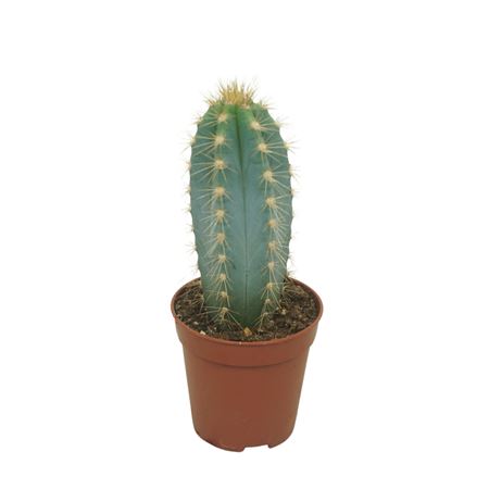 Pilosocereus Azureus Picker