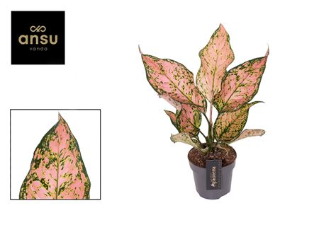 Aglaonema Pink Dolphin