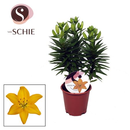 Lilium As Matrix Yellow 3pp