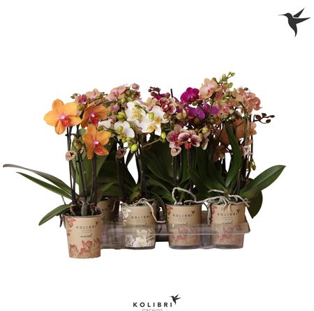 Phal Little Kolibri 3st Mix 40+ (ok)