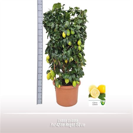 Citrus Lemon Pillar