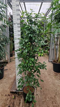 Ficus Be Exotica Piramide 200 Xl