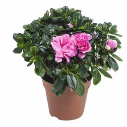 Азалия индика розовая