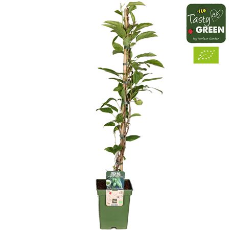 Actinidia Kiwiberry Issai Bio