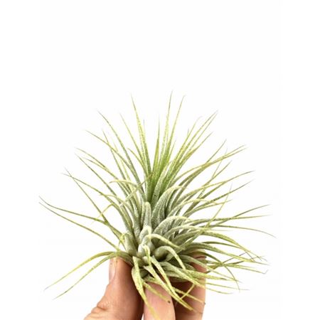 Tillandsia Ionantha Groen