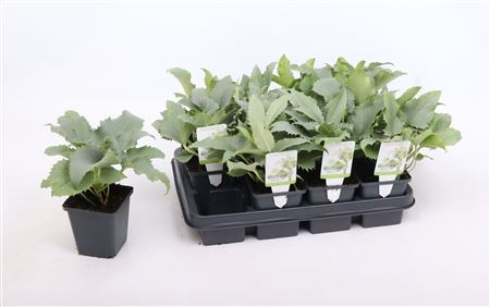 Helleborus Argutifolius Silver Lace