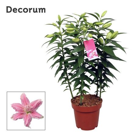 Lilium Or Roselily Azra (decorum)