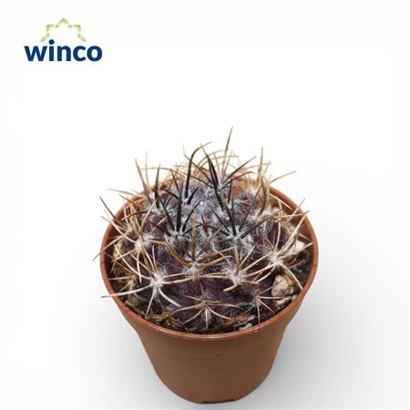 Неопортерия Флоккоса