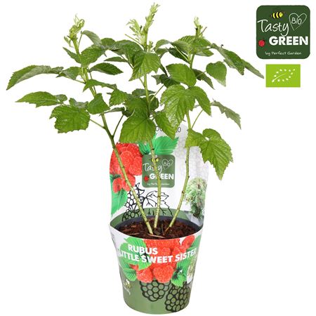 Rubus Low Little Sweet Sister Bio Potcover