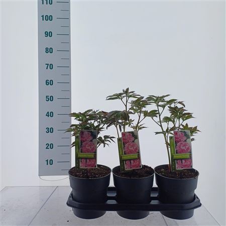 Paeonia Lactiflora Alexander Fleming