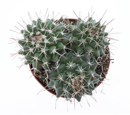Mammillaria Mystax