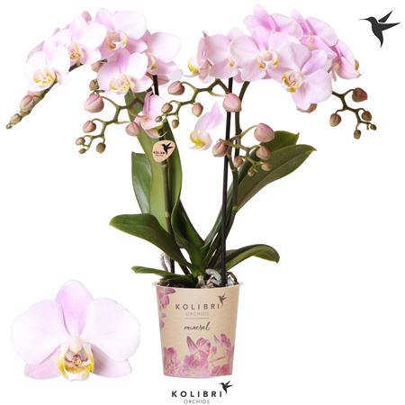 Phal 2st Portuga 22+ Potcover (ok)