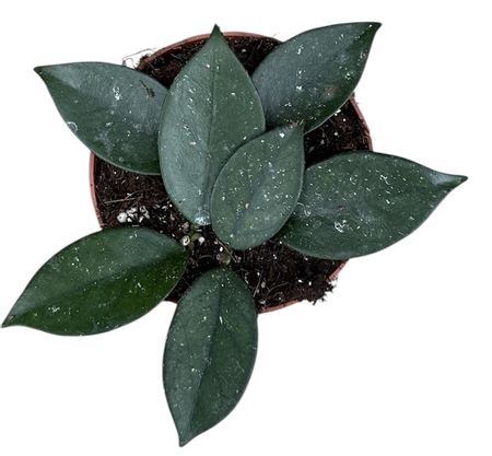 Hoya Sp Vietnam
