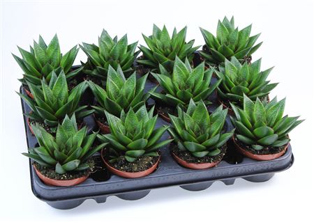 Gasteria Glossy