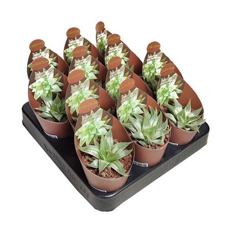 Haworthia Silver Variegata Potcover