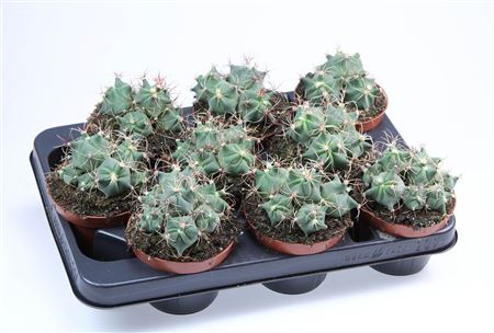 Ferocactus Electracanthus Dubbel