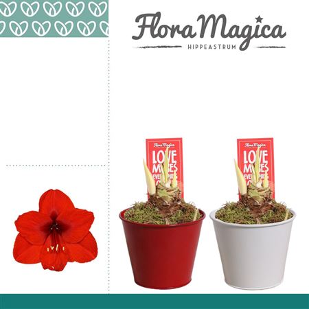 Hipp Red 2pp In Ompot Zara Love