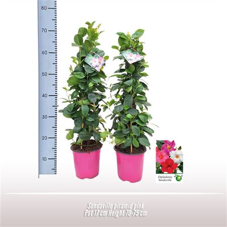 Mandevilla Pink Pyramid