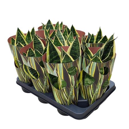 Sansevieria Trifasciata