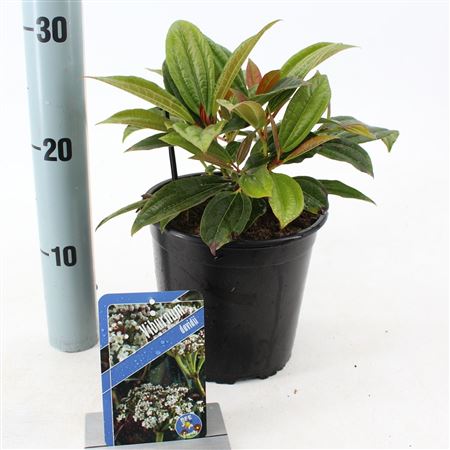 Viburnum Davidii