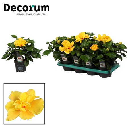 Hibiscus Koenig Yellow Double 5+ (decorum)