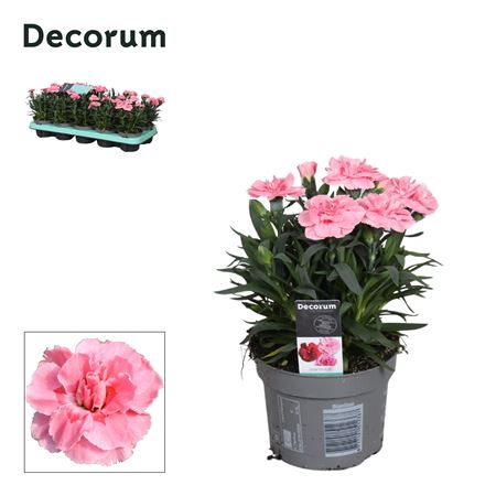 Dianthus Oscar Pink